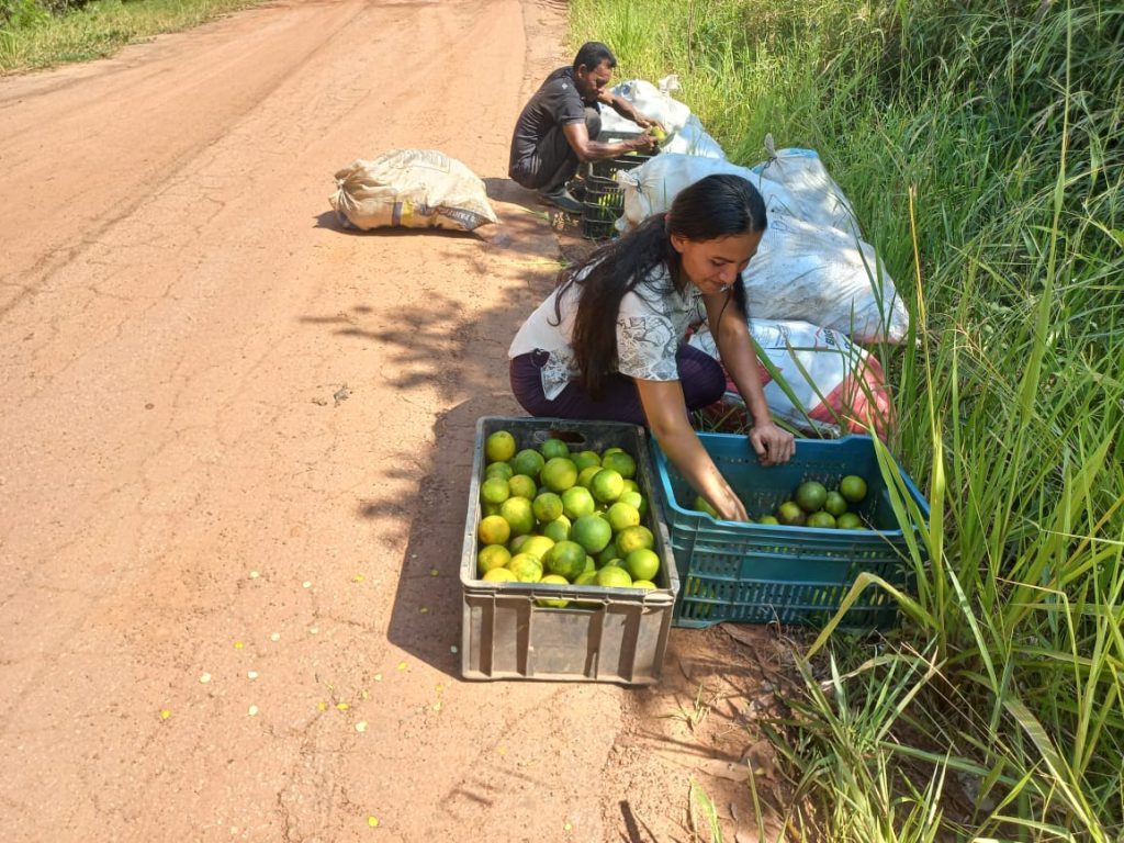 Governo do Amazonas adquire alimentos de produtores rurais em Boca do Acre 11 Sepror PAA Boca do Acre foto Divulgacao 3 1024x768 1