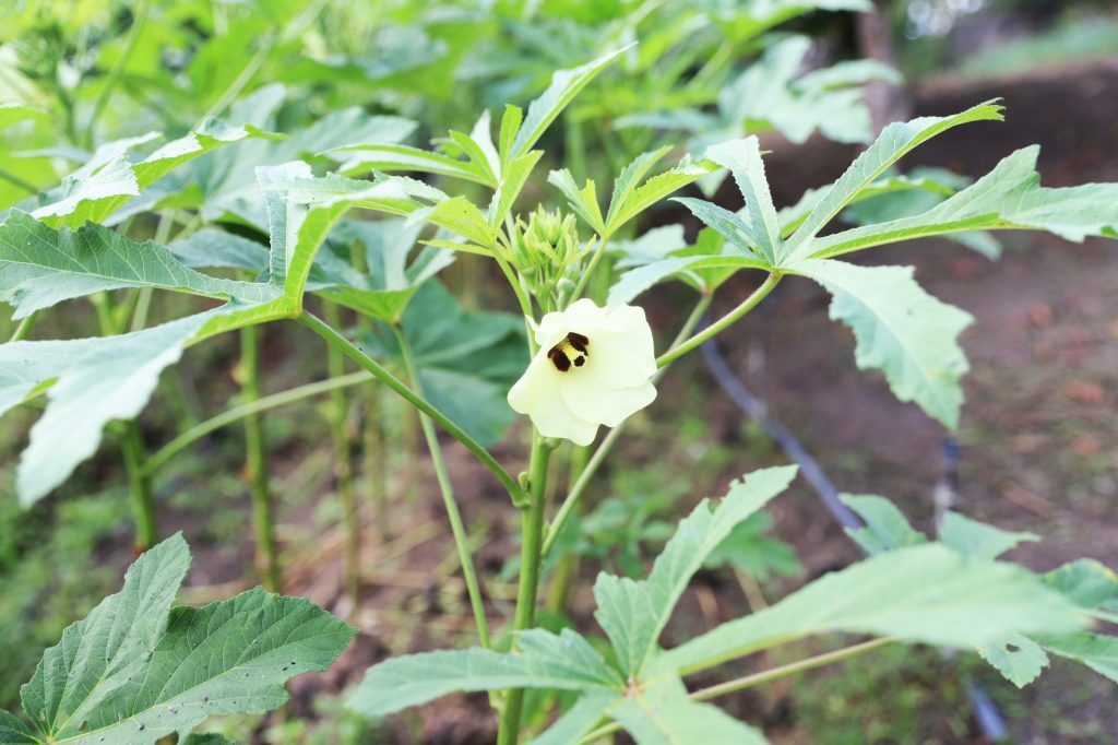 Sepror divulga Plano Estadual de Agroecologia e Produção Orgânica do Amazonas para consulta pública 7 Sepror Pleapo 25 28 foto Isaac Maia 2 1024x682 1