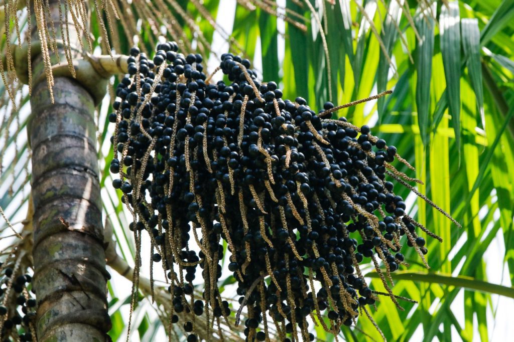 Com incentivos do Idam, produção de açaí cresce 150% no Amazonas 4 WhatsApp Image 2025 05 20 at 140123 1024x682 1