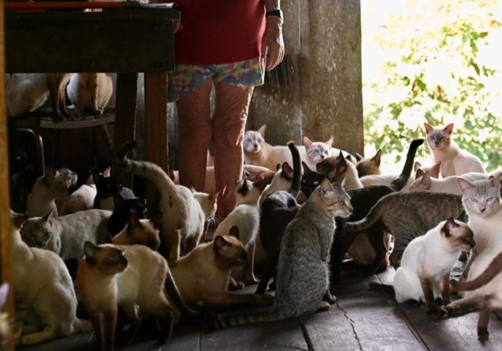 Governo do Amazonas realiza mutirão e castra 80 gatos acolhidos por casal de idosos no Careiro da Várzea 6 WhatsApp Image 2025 05 22 at 103229 1024x717 1