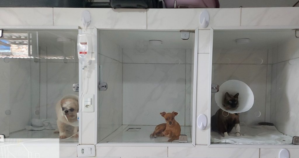 Ipaam orienta sobre o licenciamento obrigatório de clínicas veterinárias no Amazonas 5 WhatsApp Image 2025 05 29 at 151226 1 1024x540 1