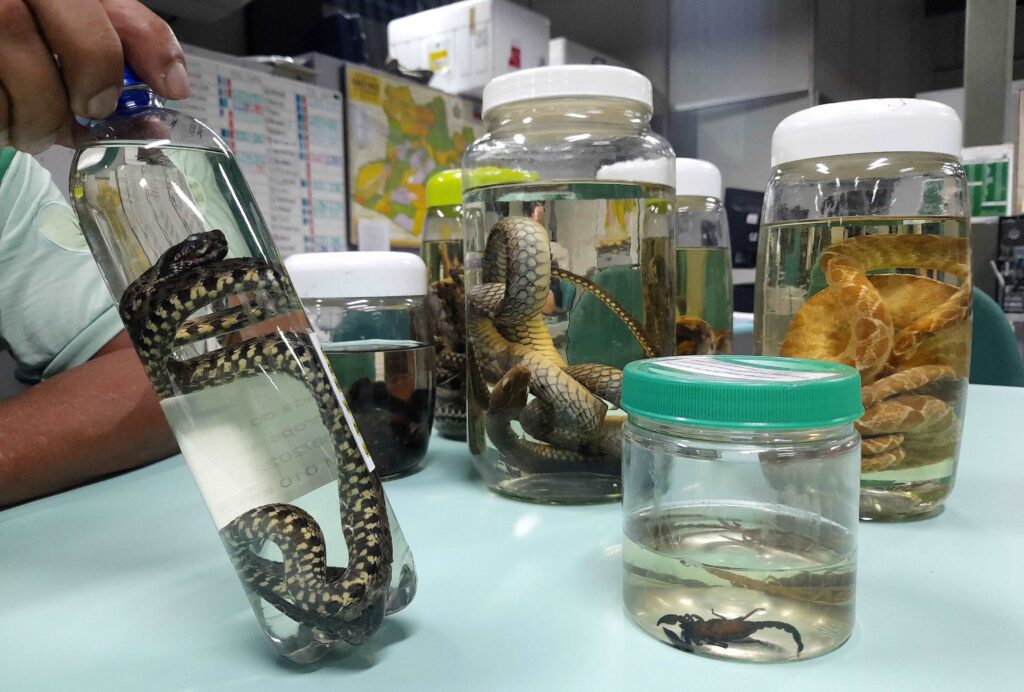 Operação Cheia 2025: FVS-RCP alerta para prevenção de acidentes por animais peçonhentos em áreas residenciais no Amazonas 5 FVS RCP Prevencao a animais peconhentos FOTO Girlene Medeiros FVS RCP
