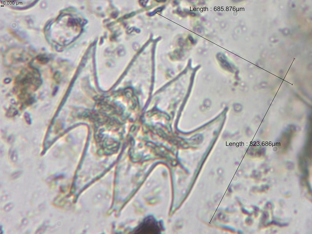 Com apoio do Governo do Amazonas, pesquisa identifica duzentas espécies de microalgas em Parintins 9 Fapeam Pesquisa identifica duzentas especies de microalgas em Parintins Foto arquivo da pesquisadora Angela Maria da Silva Lehmkuhl 4 1024x768 1