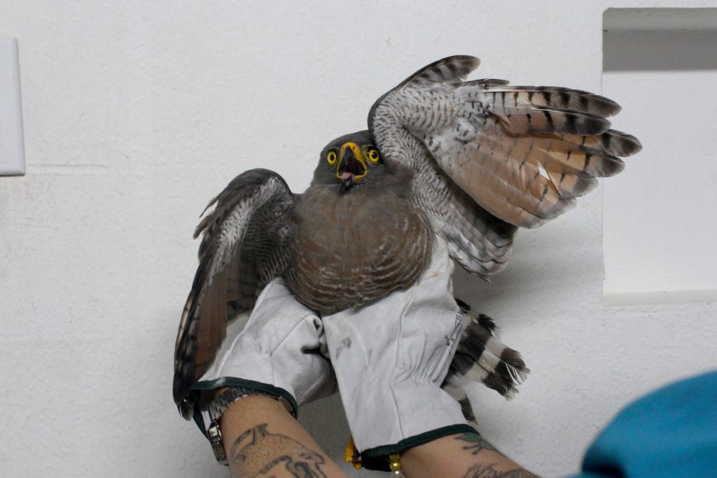 Gavião-carijó é resgatado pela Sepet e Ipaam em área próxima ao Sambódromo 4 Gaviao carijo Foto 1 13 06 2025 1024x683 1