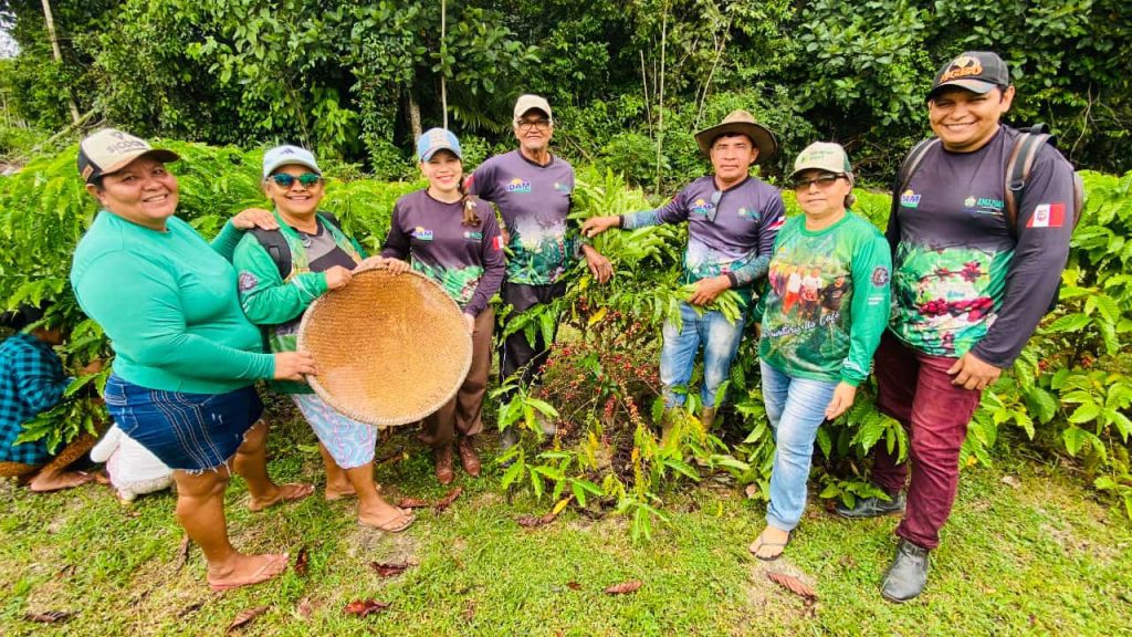 Em São Sebastião do Uatumã, agricultora familiar assistida pelo Idam inicia primeira colheita de café 7 Idam Colheita de cafe Sao Sebastiao do Uatuma Foto Divulgacao Idam 1024x576 1