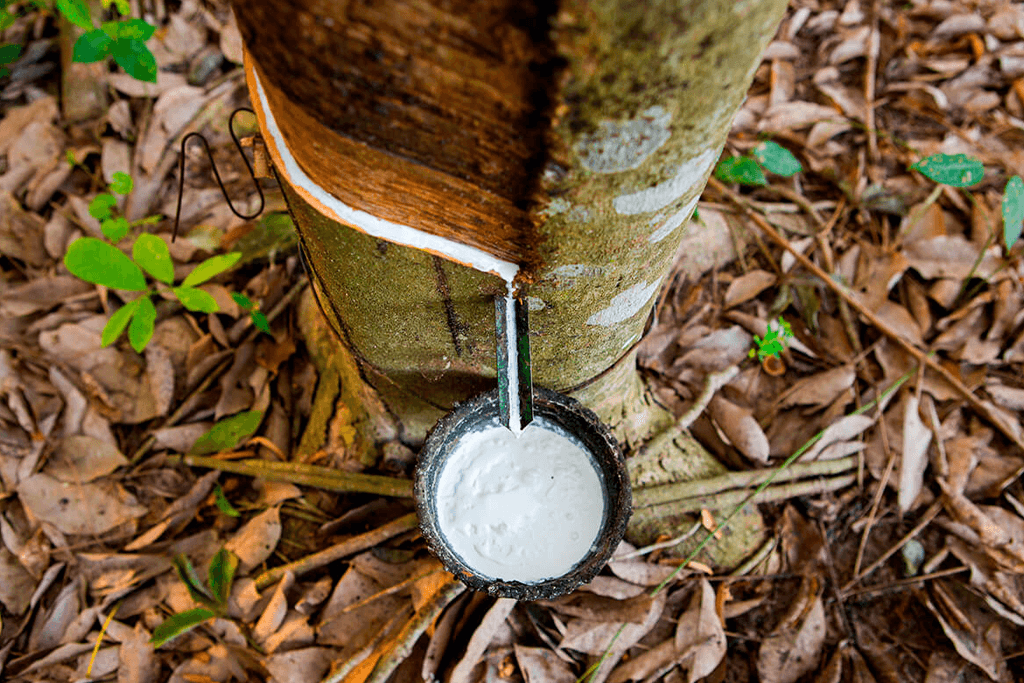 No interior, Idam recebe documentação para credenciamento da Subvenção Econômica da Borracha 6 Idam Subvencao da Borracha1 Foto Arquivo Idam