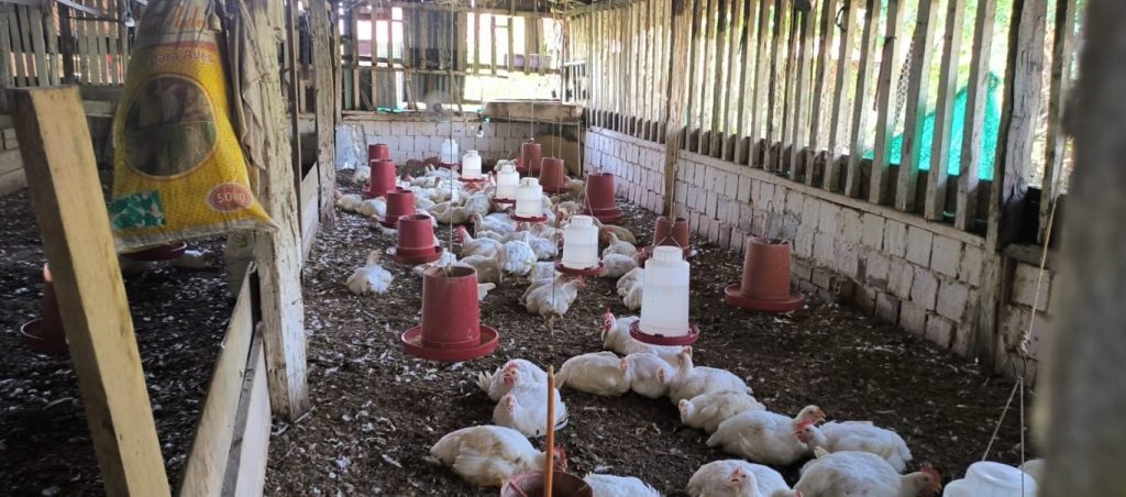 Ipaam notifica três granjas em Atalaia do Norte para regularização ambiental 7 Ipaam Granja em Atalaia do Norte Foto 3 10 06 2025 1024x452 1