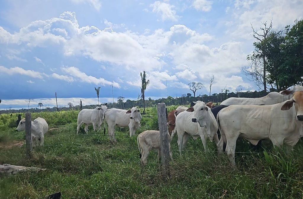 Operação Tamoiotatá V: Ipaam aplica mais de R$ 930 mil em multas por criação ilegal de gado na Floresta de Tapauá 6 Operacao Tamoiotata V Foto 1 27 06 2025 1024x674 1