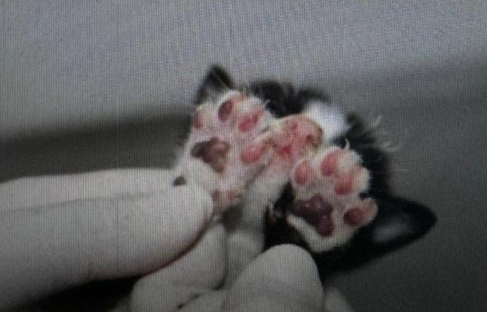 Dia Mundial do Meio Ambiente: Polícia Civil atua no combate aos maus-tratos animais e a preservação ambiental 10 PCAM ANIMAIS RESGATADOS PELA DEMA FOTO DIVULGACAO 2 1