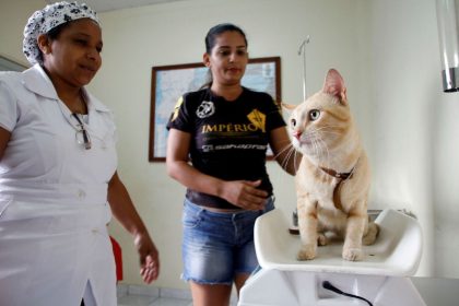 SEMSA MANAUS Calendario Vagas Castracao 3
