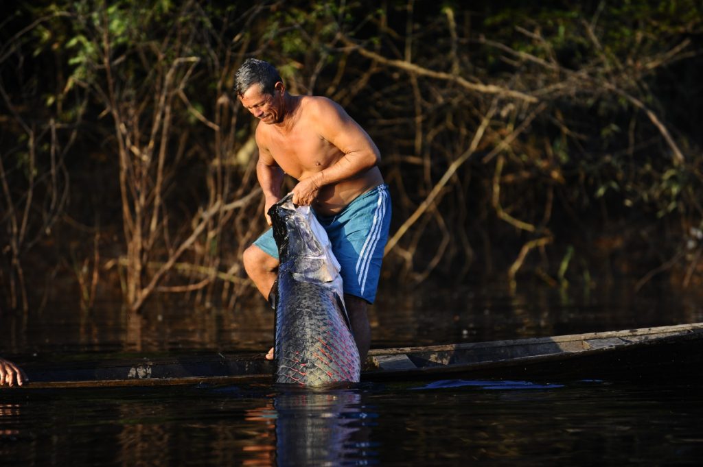Município de Itamarati ganha novo Acordo de Pesca com benefício direto para 200 famílias 5 Sema Pirarucu Foto Alex Pazuello Secom 1024x681 1