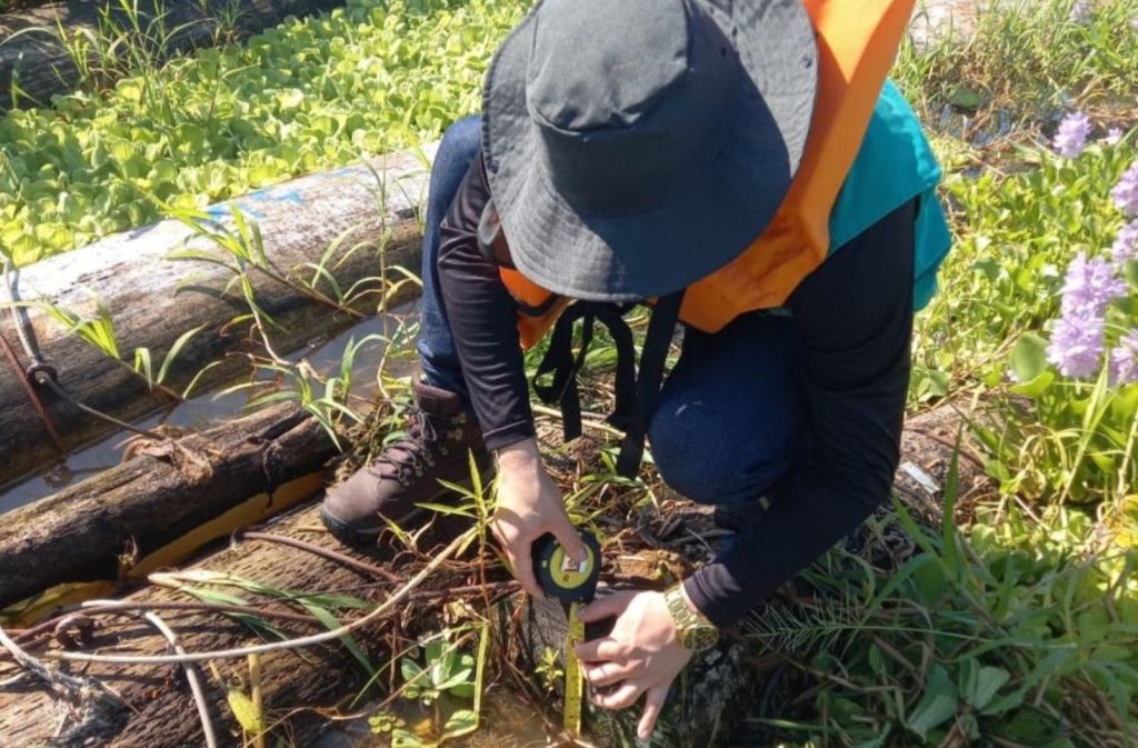 Ipaam realiza vistoria técnica para licenciamento de madeira pescada em Coari 5 WhatsApp Image 2025 06 13 at 141459 1024x673 1