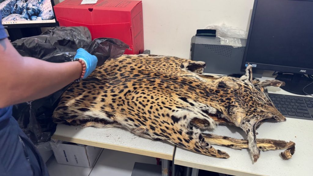 Crimes contra fauna e flora são investigados com apoio da perícia ambiental 7 WhatsApp Image 2025 06 23 at 120423 1 1024x576 1