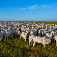 Adaf inicia campanha de atualização cadastral de animais no Amazonas com prazo até 15 de junho